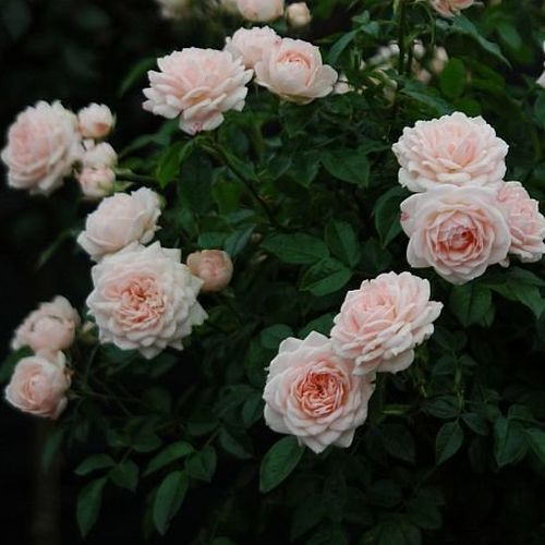 Világos rózsaszín - Apróvirágú - magastörzsű rózsafa- kompakt koronaforma